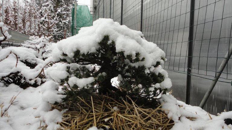 bonsai fa teleltetése